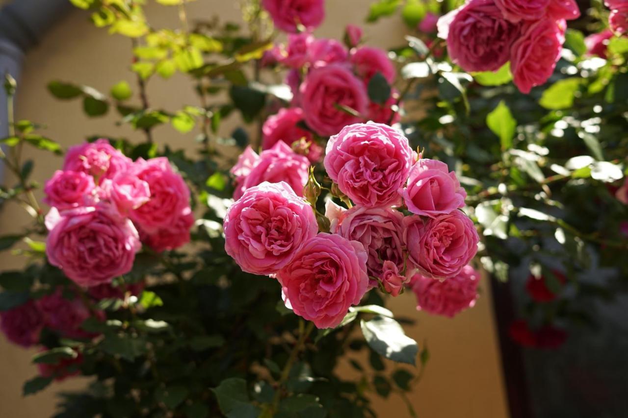 Casa Ciortea Ana ซิบิเอล ภายนอก รูปภาพ