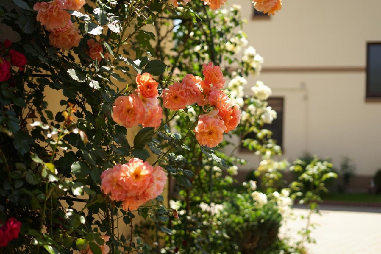 Casa Ciortea Ana ซิบิเอล ภายนอก รูปภาพ